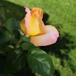 Edenkert Apartmanhaz 公寓
